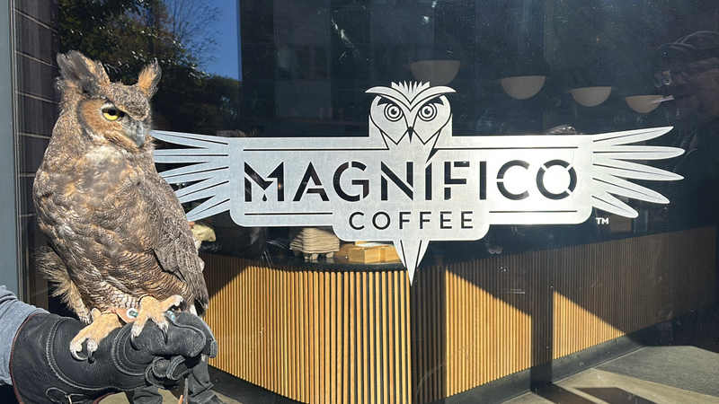 Wings, Talons and Community